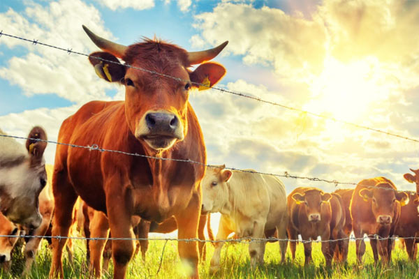 畜牧業(yè)的(de)介紹